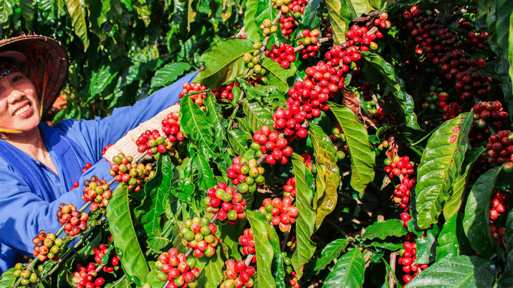 Smiling Person Harvesting Red Coffee Cherries To Prepare The Honey Coffee Processing.